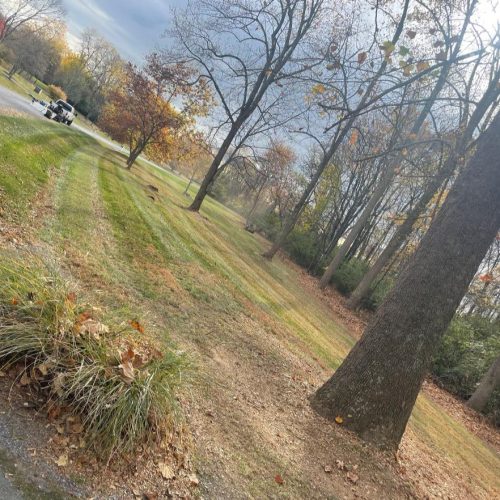 Professional leaf removal by Williams Property Management in Winchester, VA, making yards clean and clutter-free. Professional leaf removal by Williams Property Management in Winchester, VA, making yards clean and clutter-free.