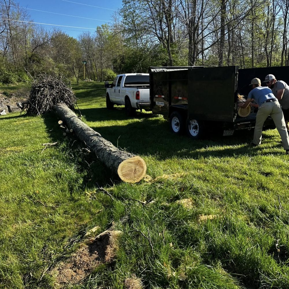 Expert tree services by Williams Property Management in Winchester, VA, including pruning and removal.