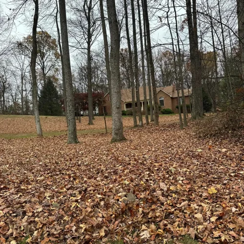 leaves on the ground at a home in winchester virginia before they are cleaned up by a seasonal cleanup leaves on the ground at a home in winchester virginia before they are cleaned up by a seasonal cleanup
